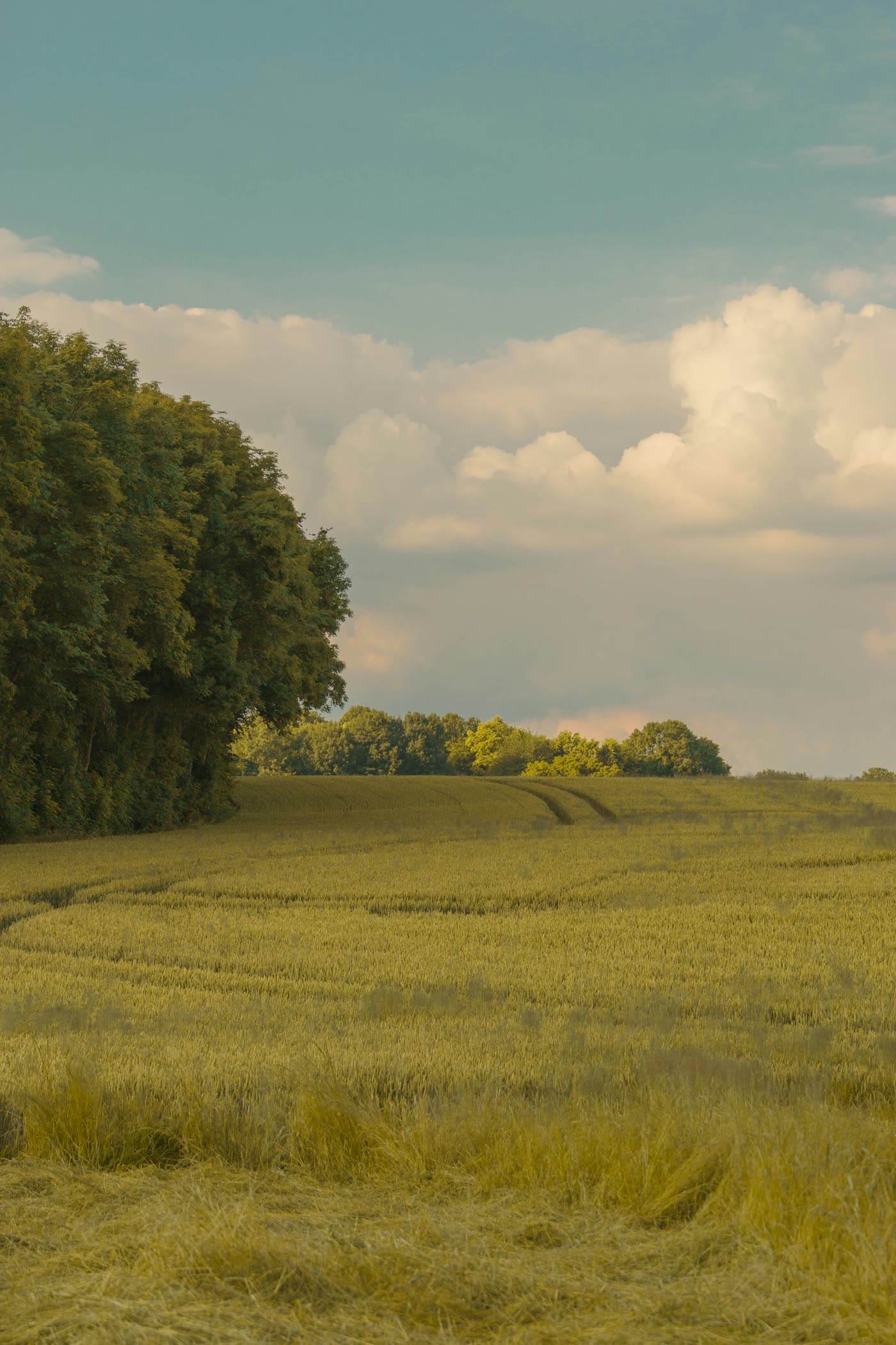 A wheat field with a treeline and cloudy sky